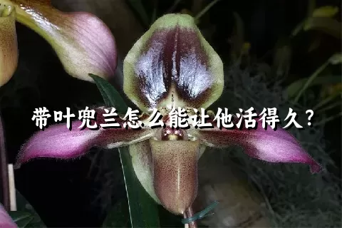 带叶兜兰怎么能让他活得久？