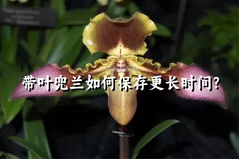 带叶兜兰如何保存更长时间？
