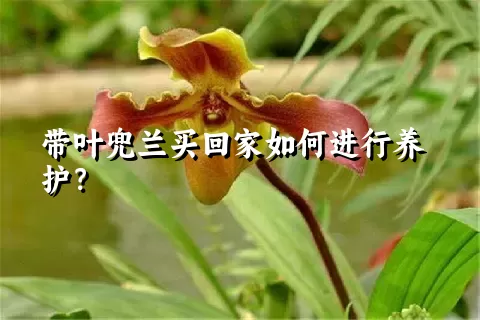带叶兜兰买回家如何进行养护？
