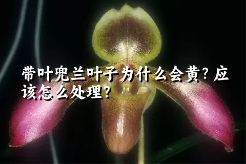 带叶兜兰叶子为什么会黄？应该怎么处理？