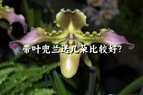 带叶兜兰送几朵比较好？