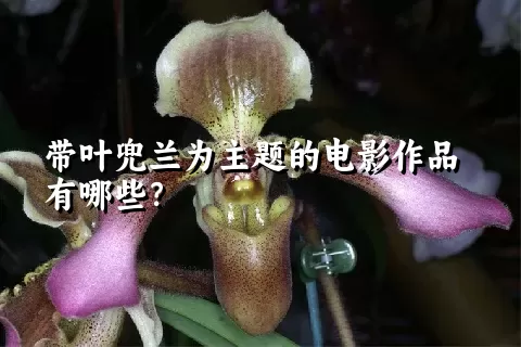 带叶兜兰为主题的电影作品有哪些？