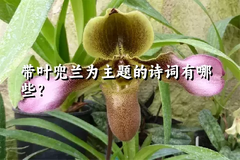 带叶兜兰为主题的诗词有哪些？