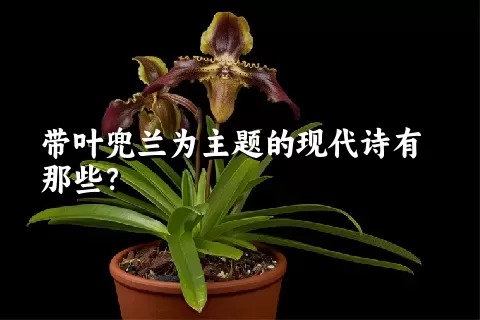 带叶兜兰为主题的现代诗有那些？