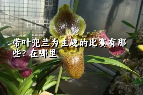 带叶兜兰为主题的比赛有那些？在哪里