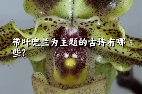 带叶兜兰为主题的古诗有哪些？
