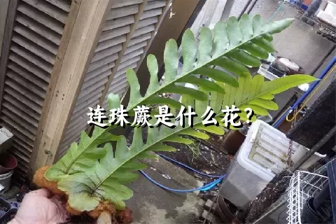 连珠蕨是什么花?