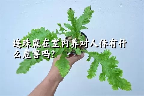 连珠蕨在室内养对人体有什么危害吗？
