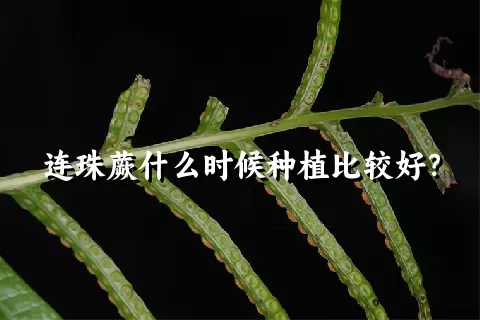 连珠蕨什么时候种植比较好?