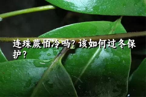 连珠蕨怕冷吗?该如何过冬保护?