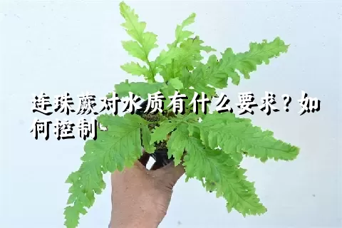 连珠蕨对水质有什么要求?如何控制