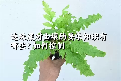 连珠蕨对土壤的要求知识有哪些?如何控制
