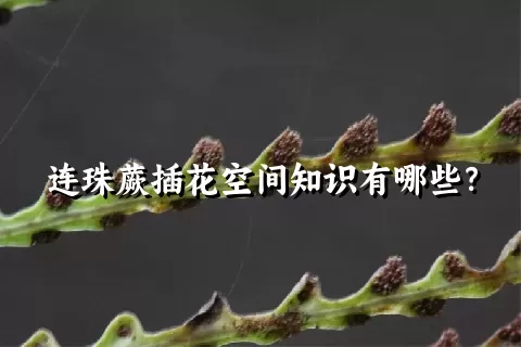 连珠蕨插花空间知识有哪些？