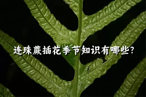 连珠蕨插花季节知识有哪些？