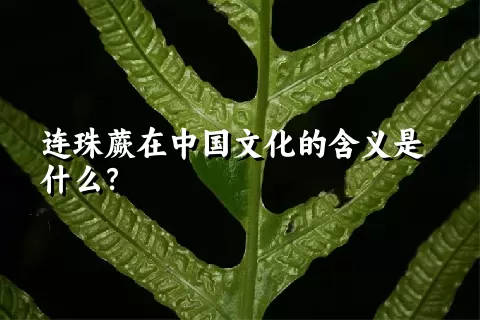 连珠蕨在中国文化的含义是什么?