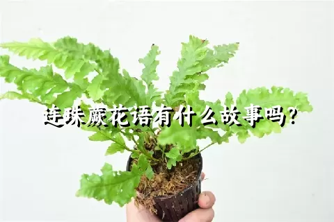 连珠蕨花语有什么故事吗?