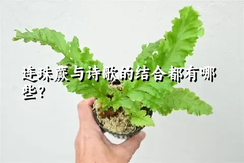 连珠蕨与诗歌的结合都有哪些?