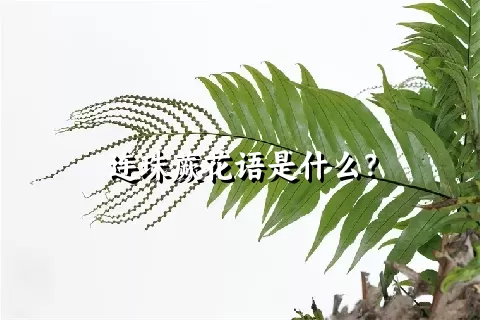 连珠蕨花语是什么?