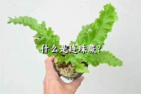 什么是连珠蕨？