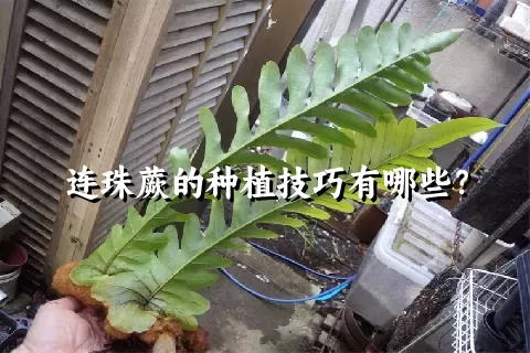 连珠蕨的种植技巧有哪些？