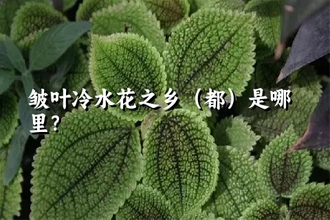 皱叶冷水花之乡（都）是哪里？