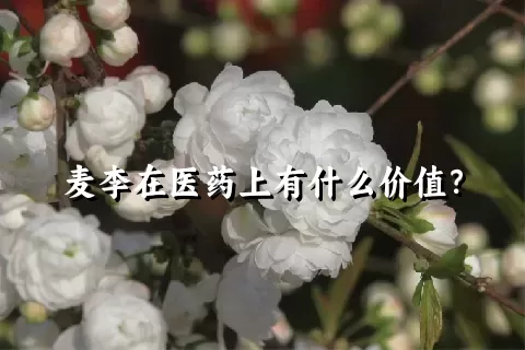 麦李在医药上有什么价值？