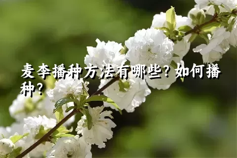 麦李播种方法有哪些？如何播种？