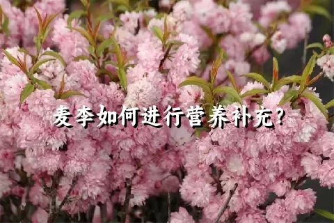 麦李如何进行营养补充？