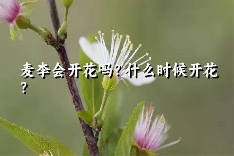 麦李会开花吗？什么时候开花？