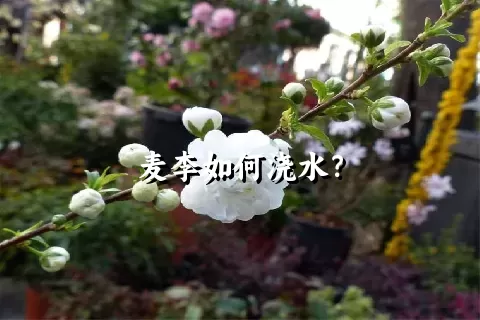 麦李如何浇水？