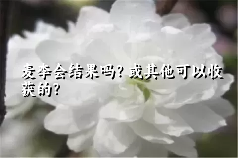 麦李会结果吗？或其他可以收获的？