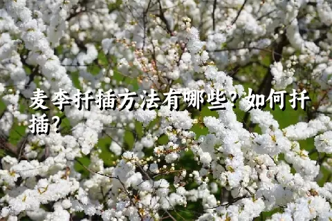 麦李扦插方法有哪些？如何扦插？