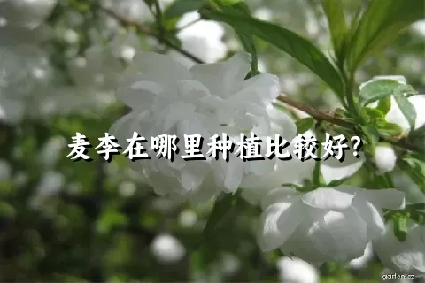 麦李在哪里种植比较好？
