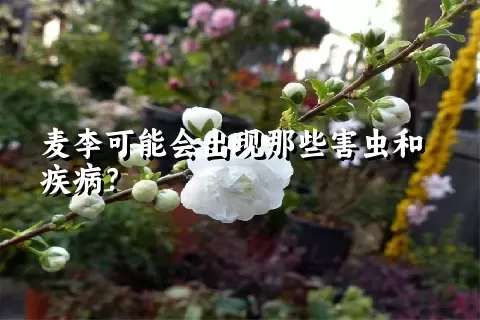 麦李可能会出现那些害虫和疾病？