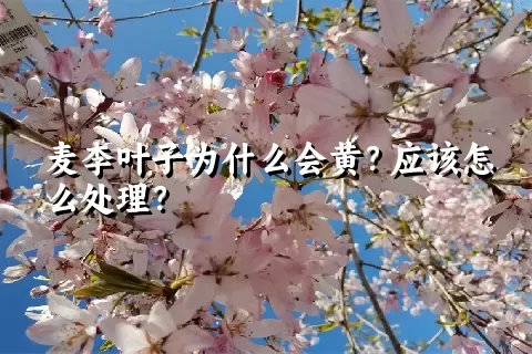 麦李叶子为什么会黄？应该怎么处理？