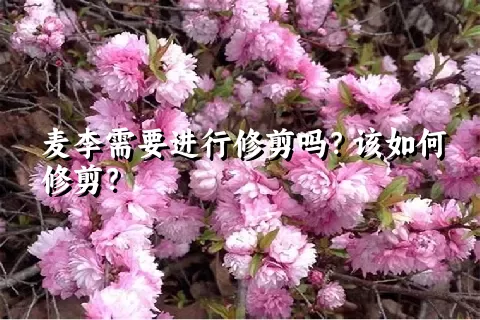 麦李需要进行修剪吗？该如何修剪？