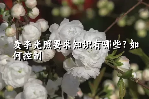 麦李光照要求知识有哪些？如何控制