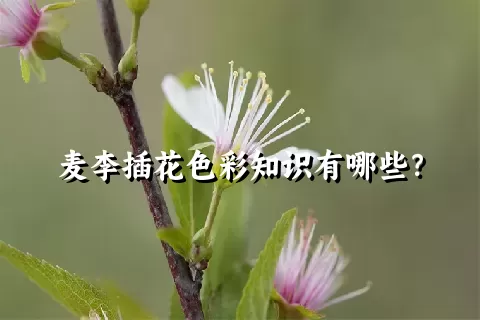 麦李插花色彩知识有哪些？