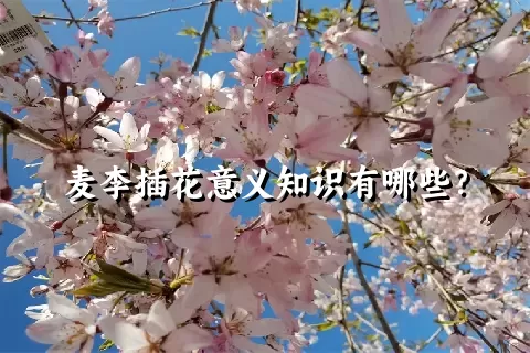 麦李插花意义知识有哪些？