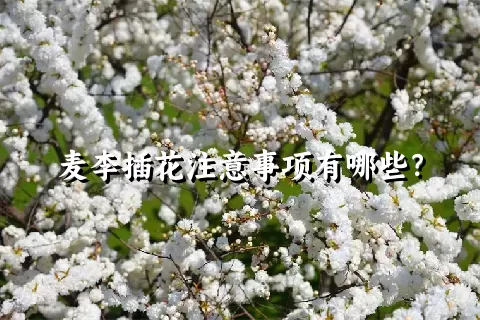 麦李插花注意事项有哪些？