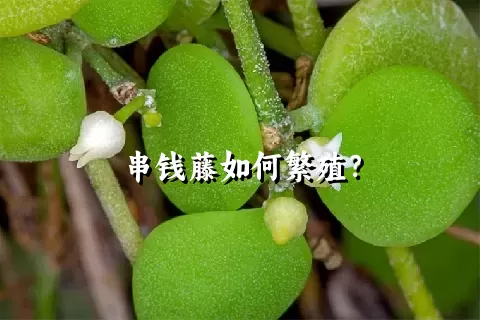 串钱藤如何繁殖？
