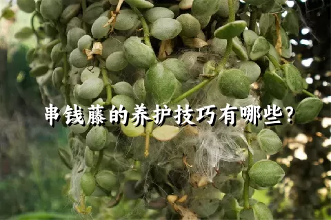 串钱藤的养护技巧有哪些？