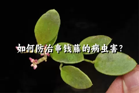 如何防治串钱藤的病虫害？