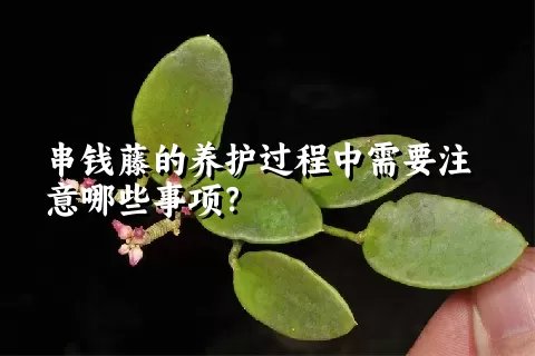串钱藤的养护过程中需要注意哪些事项？