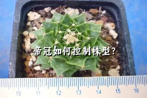 帝冠如何控制株型？
