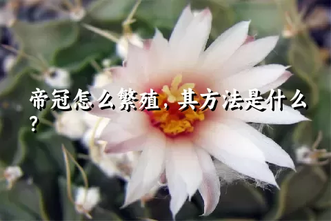 帝冠怎么繁殖，其方法是什么？