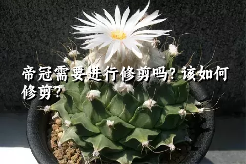 帝冠需要进行修剪吗？该如何修剪？