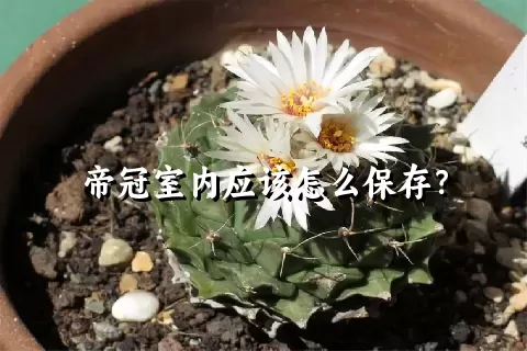 帝冠室内应该怎么保存？