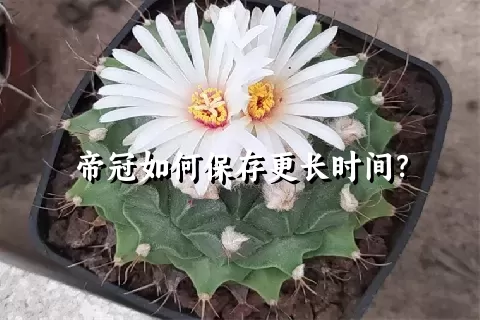 帝冠如何保存更长时间？