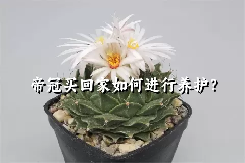 帝冠买回家如何进行养护？